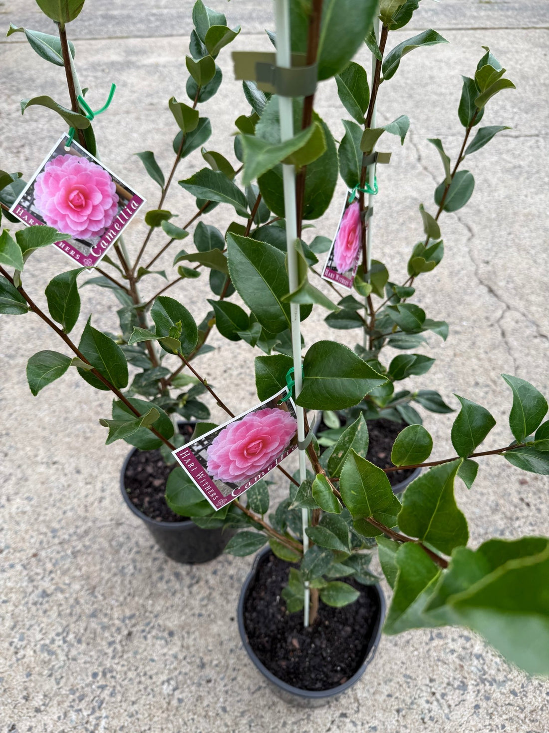 Camellia 'Hari Withers' - Ladybird Nursery