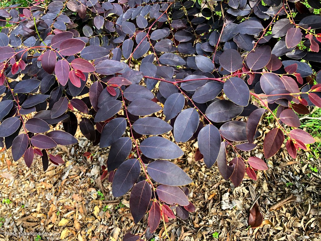 Snowbush Ironstone Range (Breynia sp.) - Ladybird Nursery