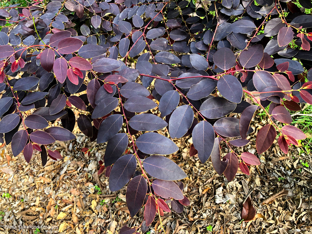 Snowbush Ironstone Range (Breynia sp.)