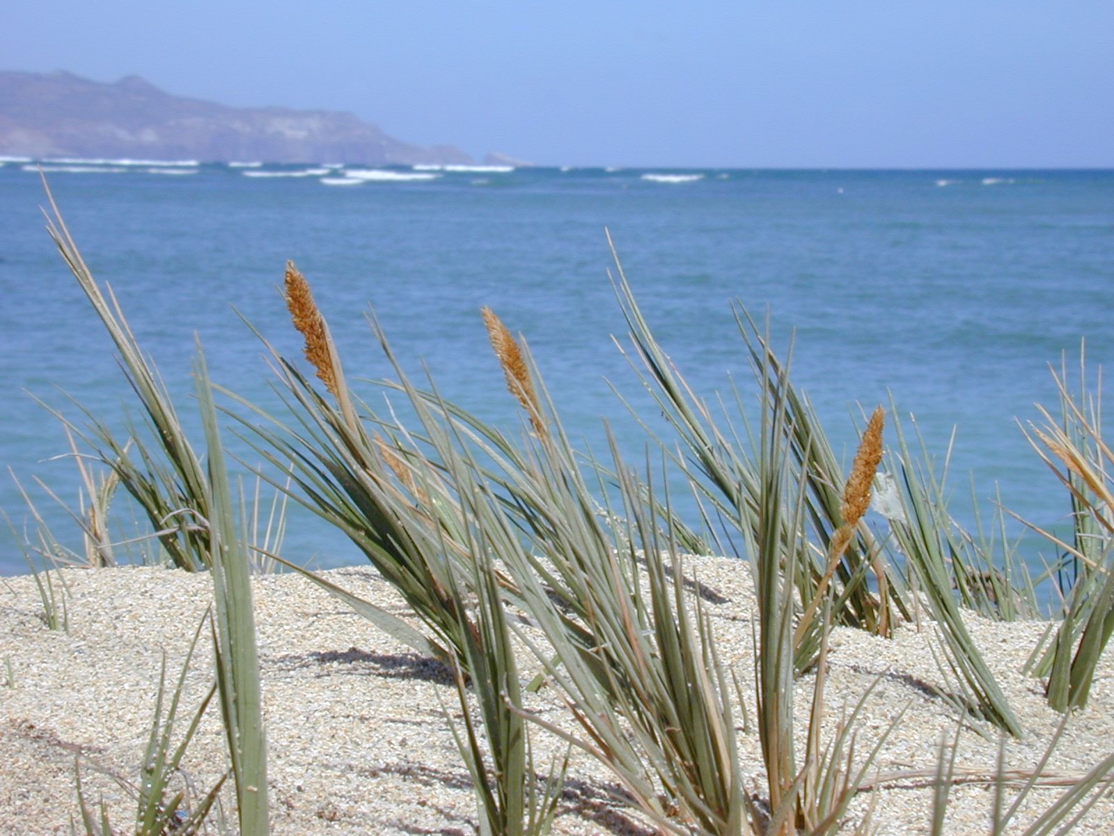 Seashore Dropseed (Sporobolus virginicus)