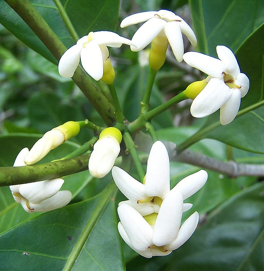 Brown Gardenia (Atractocarpus fitzalanii)