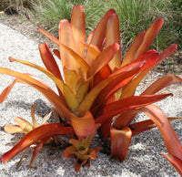 Bromeliad (Aechmea blanchetiana)