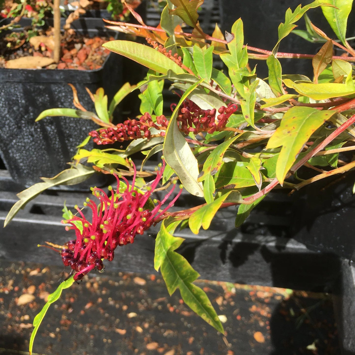 Grevillea Royal Mantle Standards (Grevillea Poorinda)
