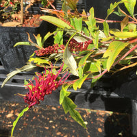 Grevillea Royal Mantle Standards (Grevillea Poorinda)