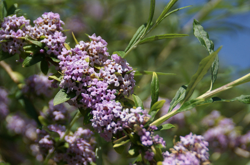 Butterfly Bush (Buddleja alternifolia)