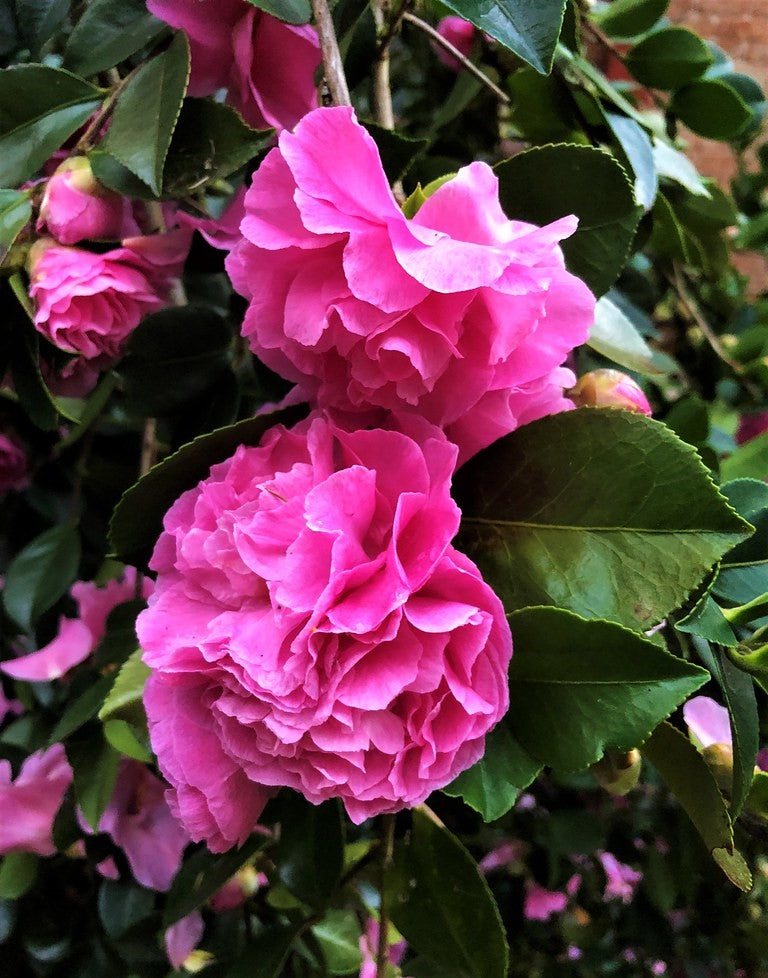 Sasanqua Camellia Marge Miller (Camellia sasanqua)