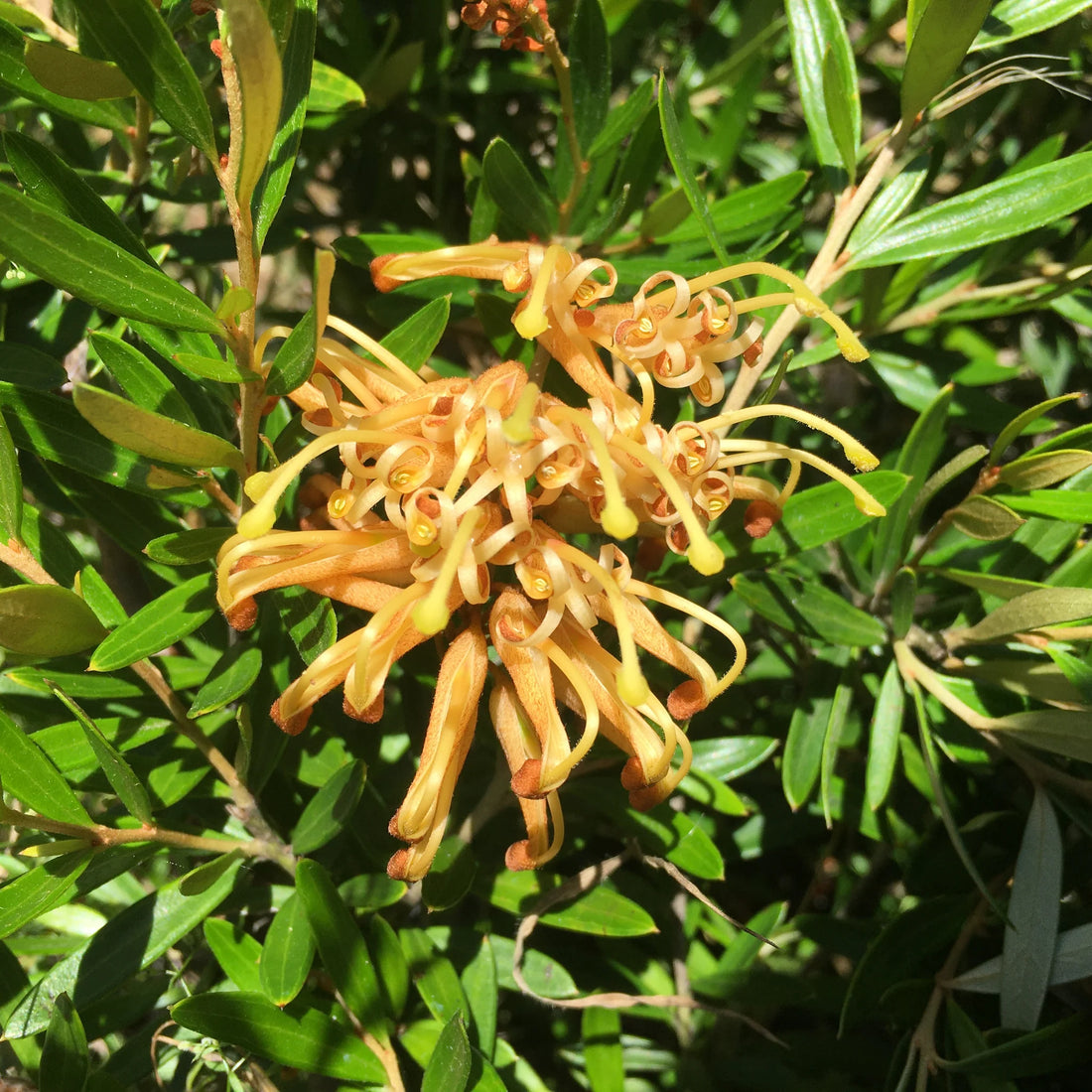 Grevillea Canterbury Gold - Ladybird Nursery