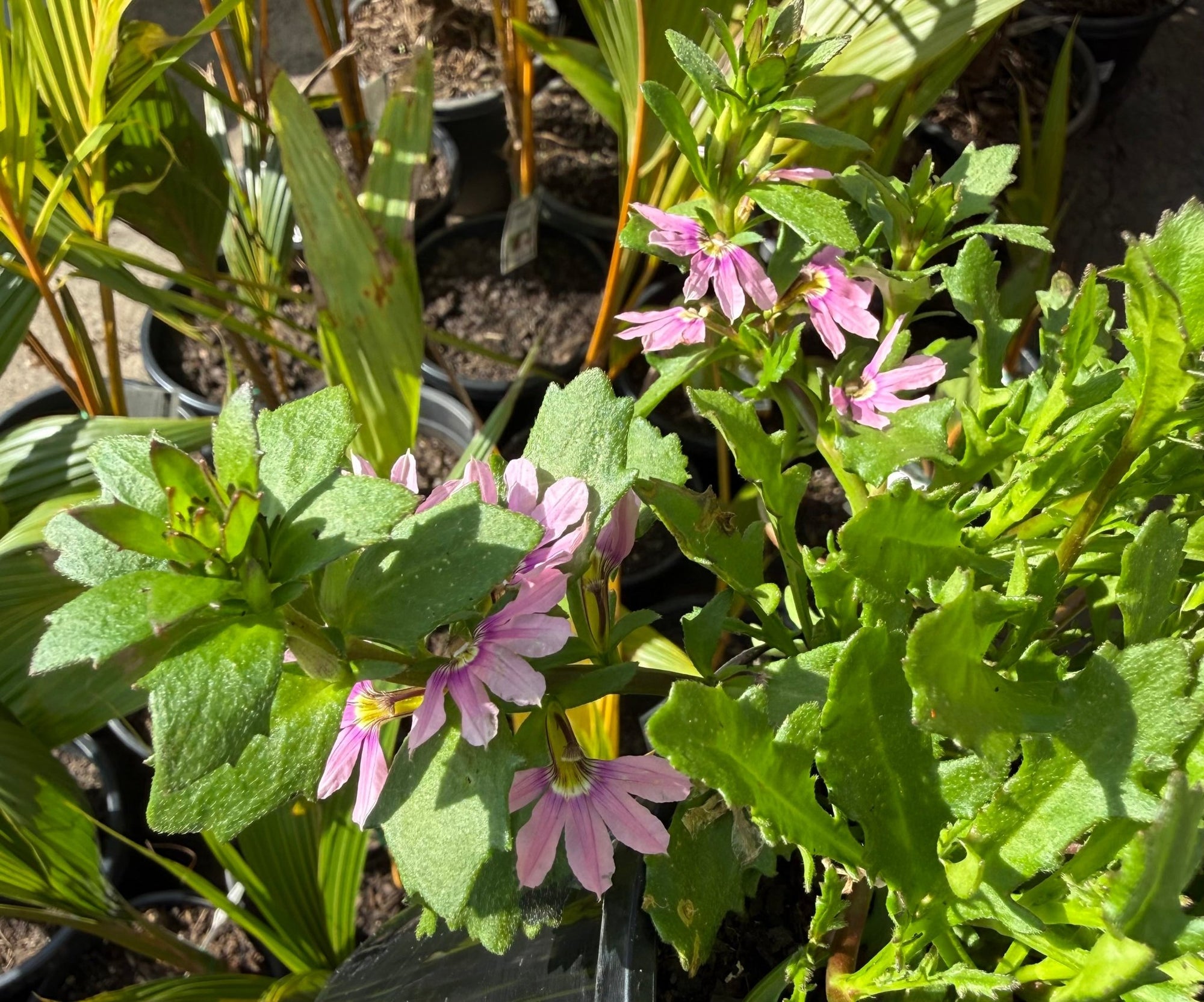 Fan Flower 'Touch Baby Pink' (Scaevola aemula) - Ladybird Nursery
