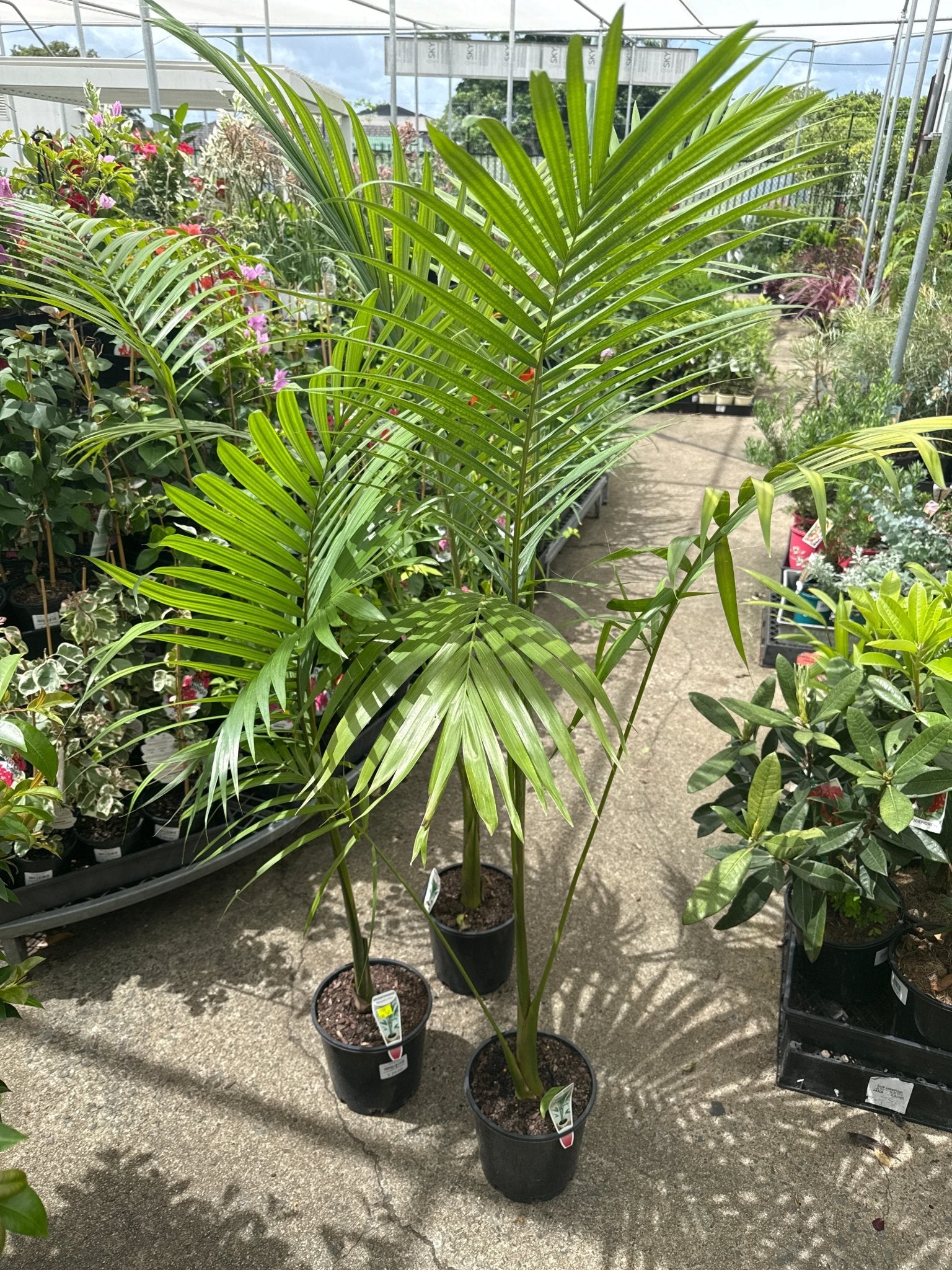 Alexander Palm (Archontophoenix alexandrae) 200mm Pot (PICKUP ONLY) - Ladybird Nursery