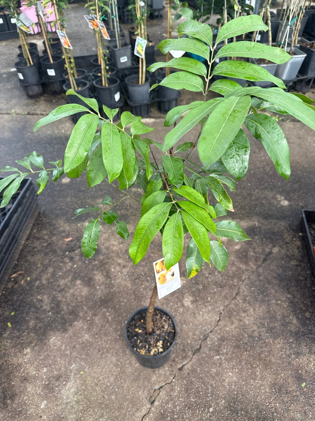 Longan ‘Kohala’ - Ladybird Nursery