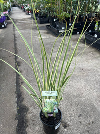 African Iris 'Milky Way' (Dietes bicolor) - Ladybird Nursery