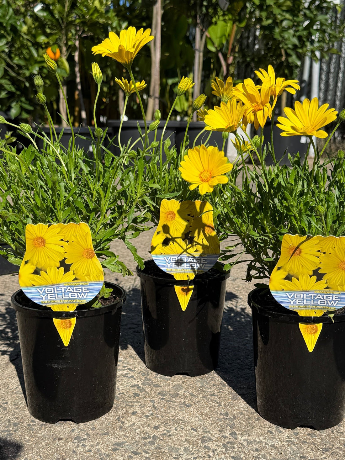African Daisy Voltage™ 'Yellow' (Osteospermum) - Ladybird Nursery