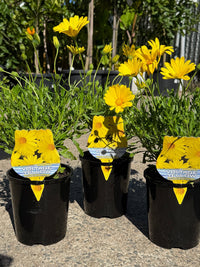 African Daisy Voltage™ 'Yellow' (Osteospermum) - Ladybird Nursery