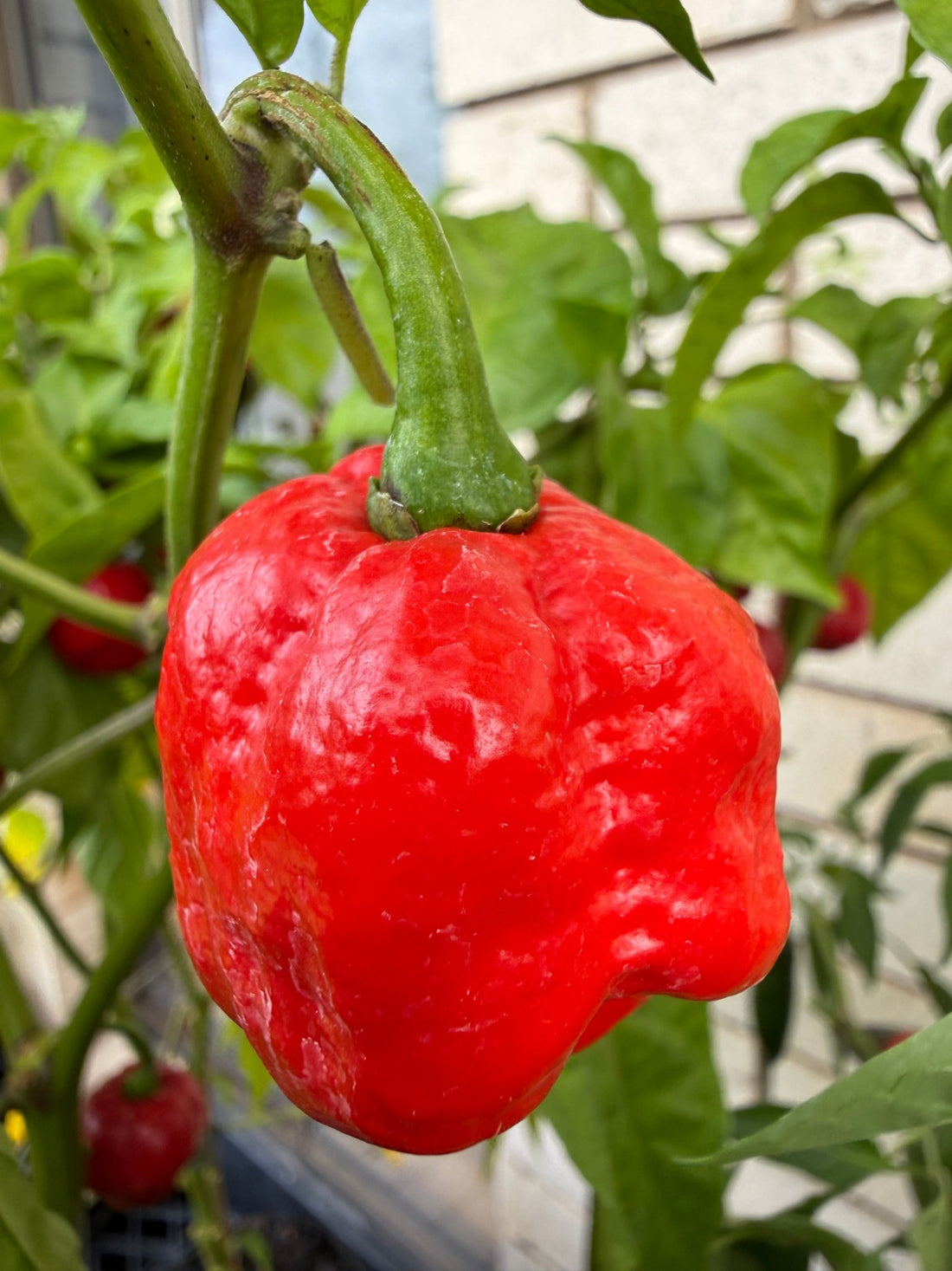 Chilli '7 Pot Infinity' - Ladybird Nursery