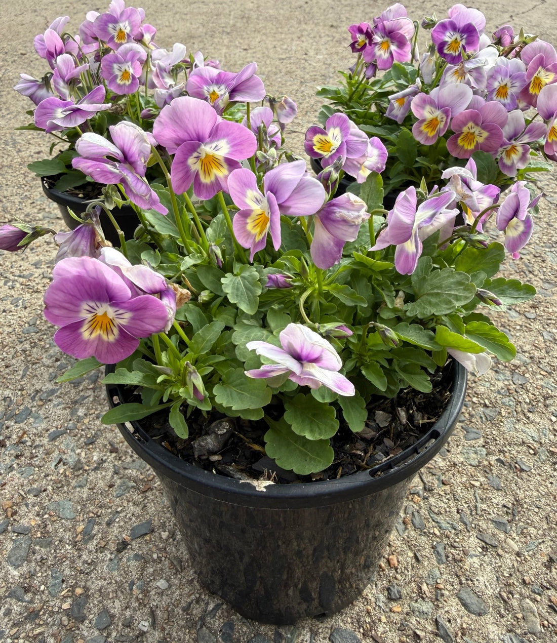 Viola cornuta 'Pink' (Pansy Viola) - Ladybird Nursery