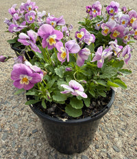 Viola cornuta 'Pink' (Pansy Viola) - Ladybird Nursery