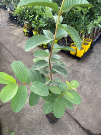 Guava 'Thai White' - Ladybird Nursery