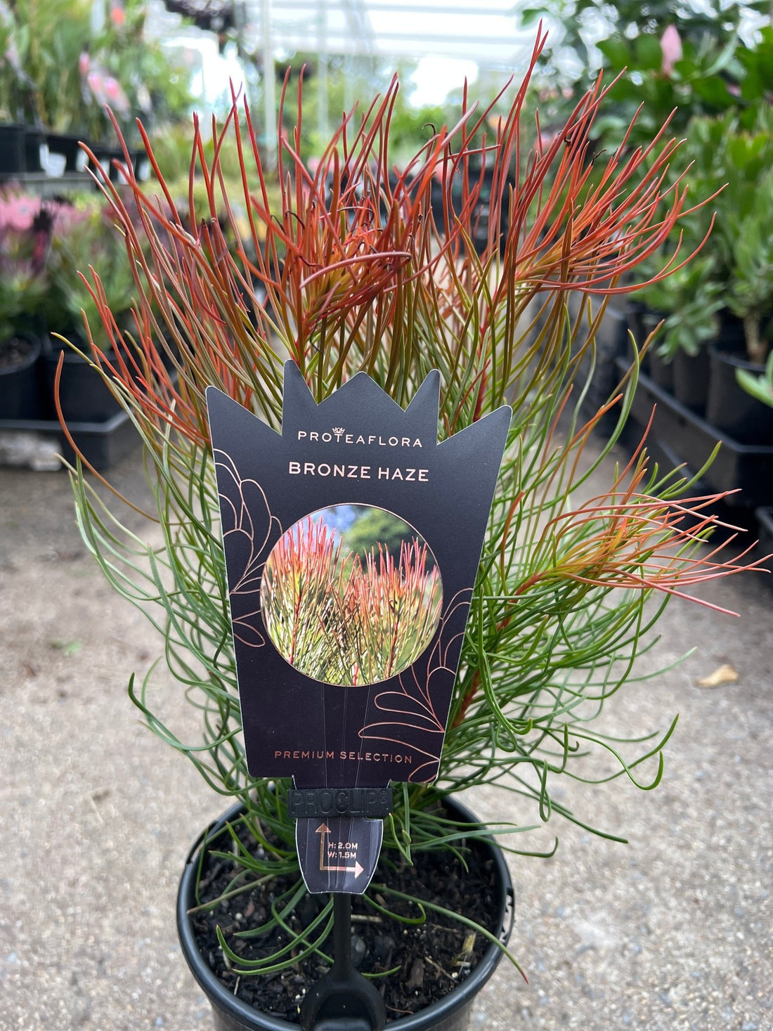 Aulax cancellata 'Bronze Haze' - Ladybird Nursery