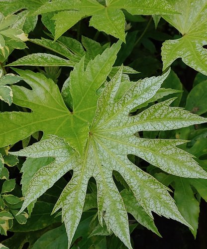 Spiders Web Aralia (Fatsia japonica) - Ladybird Nursery