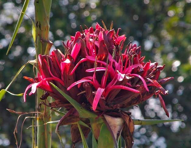 Gymea Lily (Doryanthes excelsa) - Ladybird Nursery