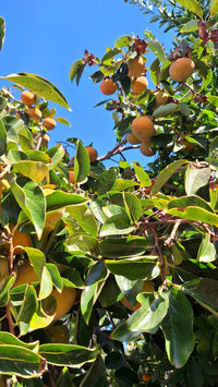 Persimmon ‘Fuyu’ (Non-Astringent) - Ladybird Nursery