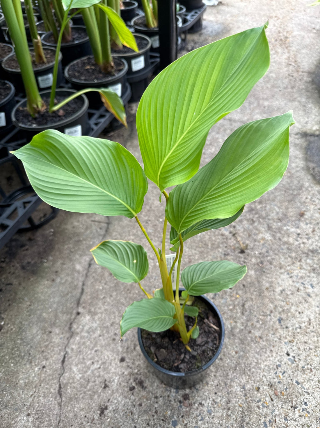 Havana Cigar Calathea (Calathea lutea) - Ladybird Nursery