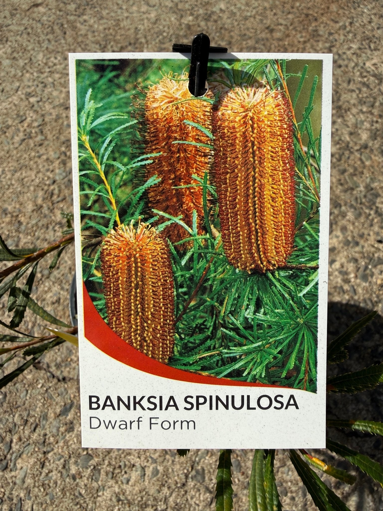 Dwarf Banksia 'Honey Pots' - Ladybird Nursery