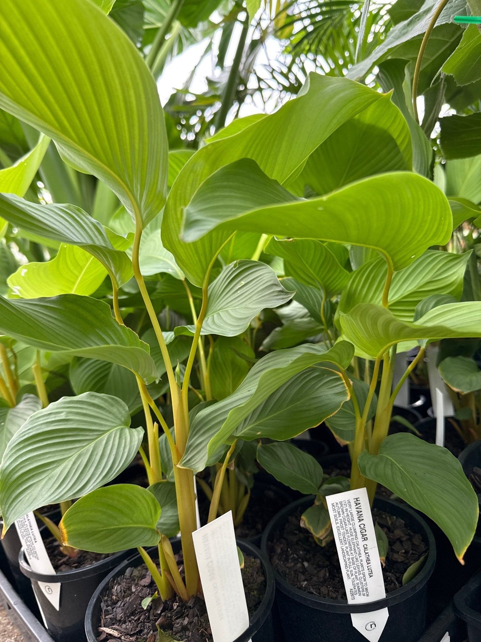 Havana Cigar Calathea (Calathea lutea) - Ladybird Nursery