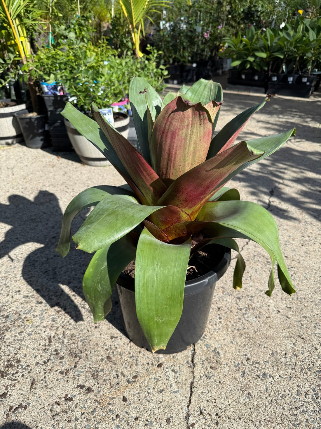 Imperial Bromeliad Rubra (Alcantarea imperialis) 300mm Pot (PICK UP ONLY) - Ladybird Nursery