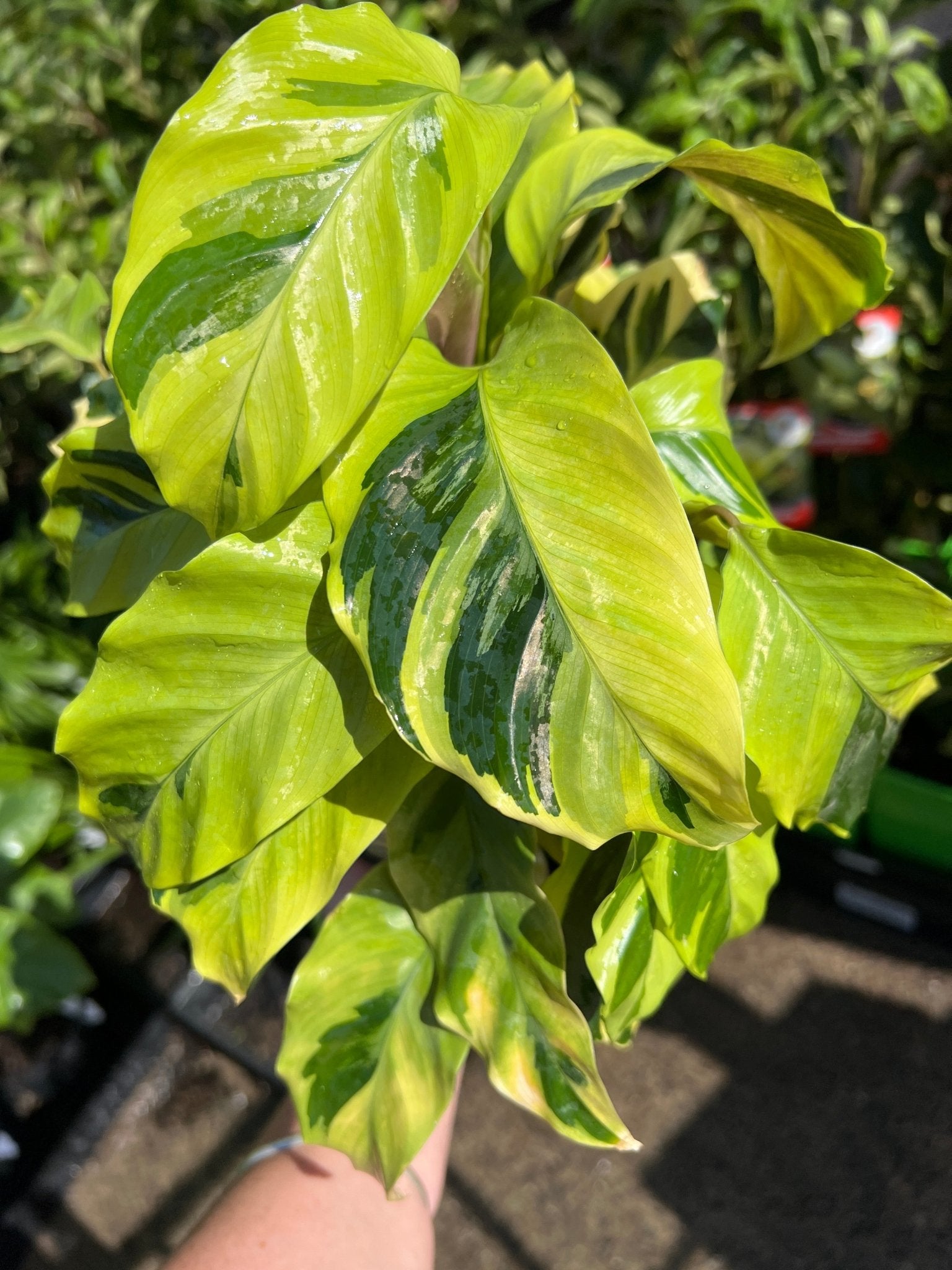 Thai Beauty (Goeppertia louisae) - Ladybird Nursery