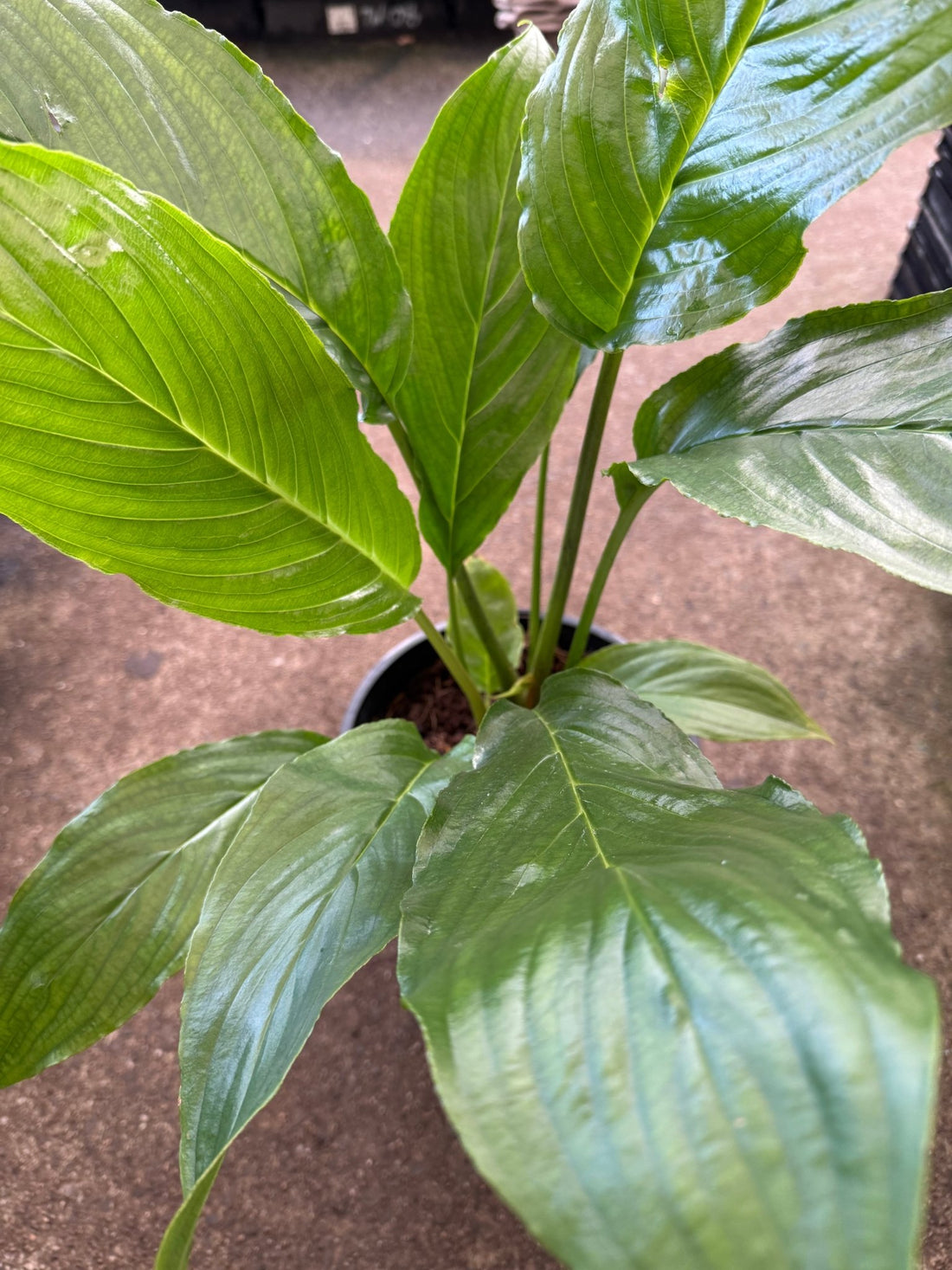 White Bat Plant (Tacca integrifolia) - Large - Ladybird Nursery