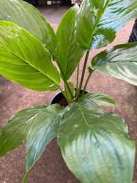 White Bat Plant (Tacca integrifolia) - Large - Ladybird Nursery
