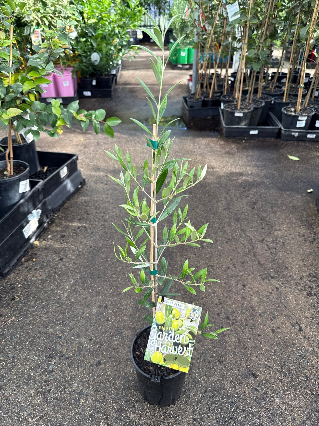 Olive Garden Harvest Dwarf - Ladybird Nursery