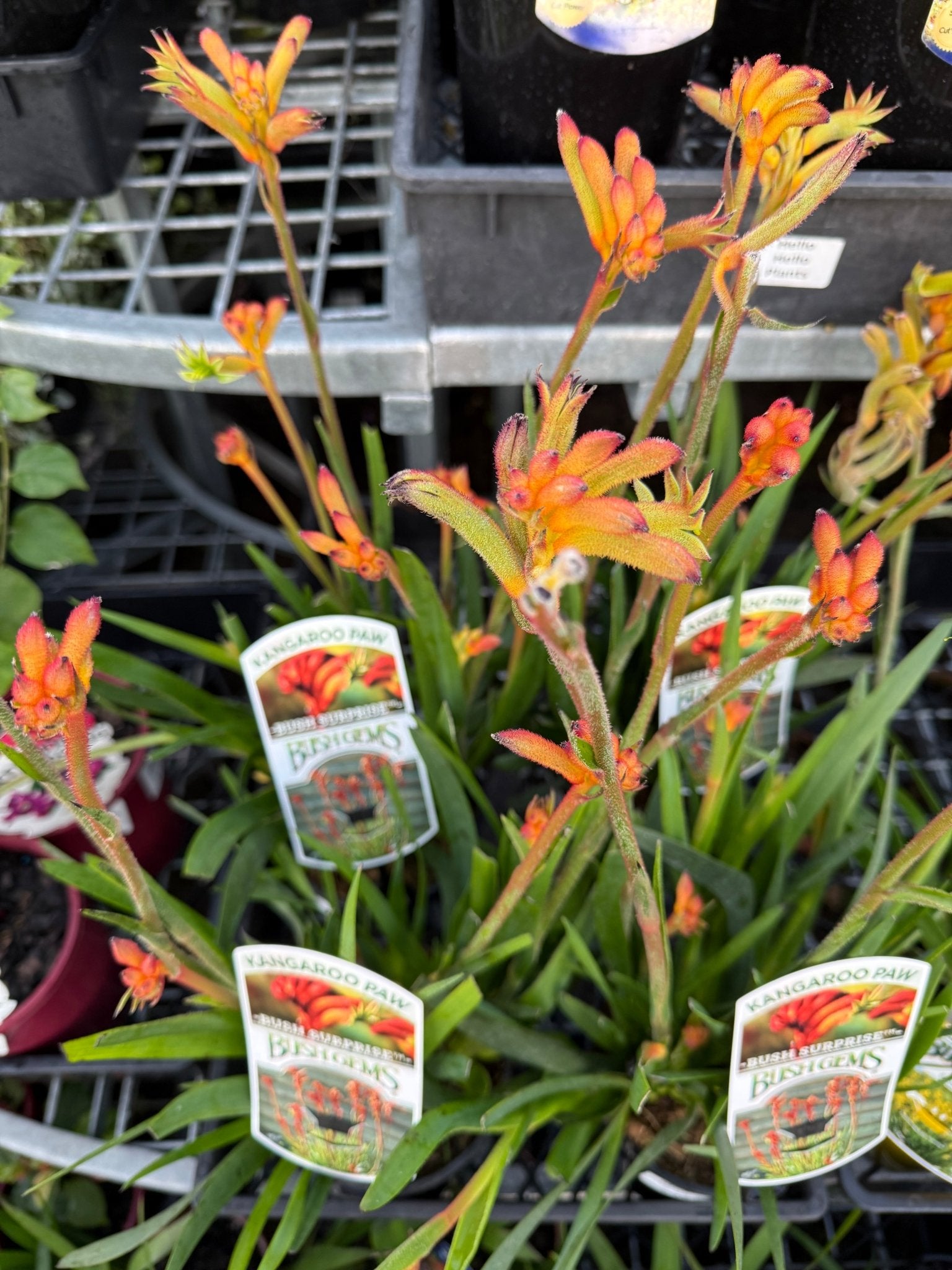 Kangaroo Paw 'Bush Surprise' (Anigozanthos) - Ladybird Nursery