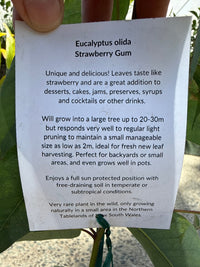 Strawberry Gum (Eucalyptus olida) - Ladybird Nursery