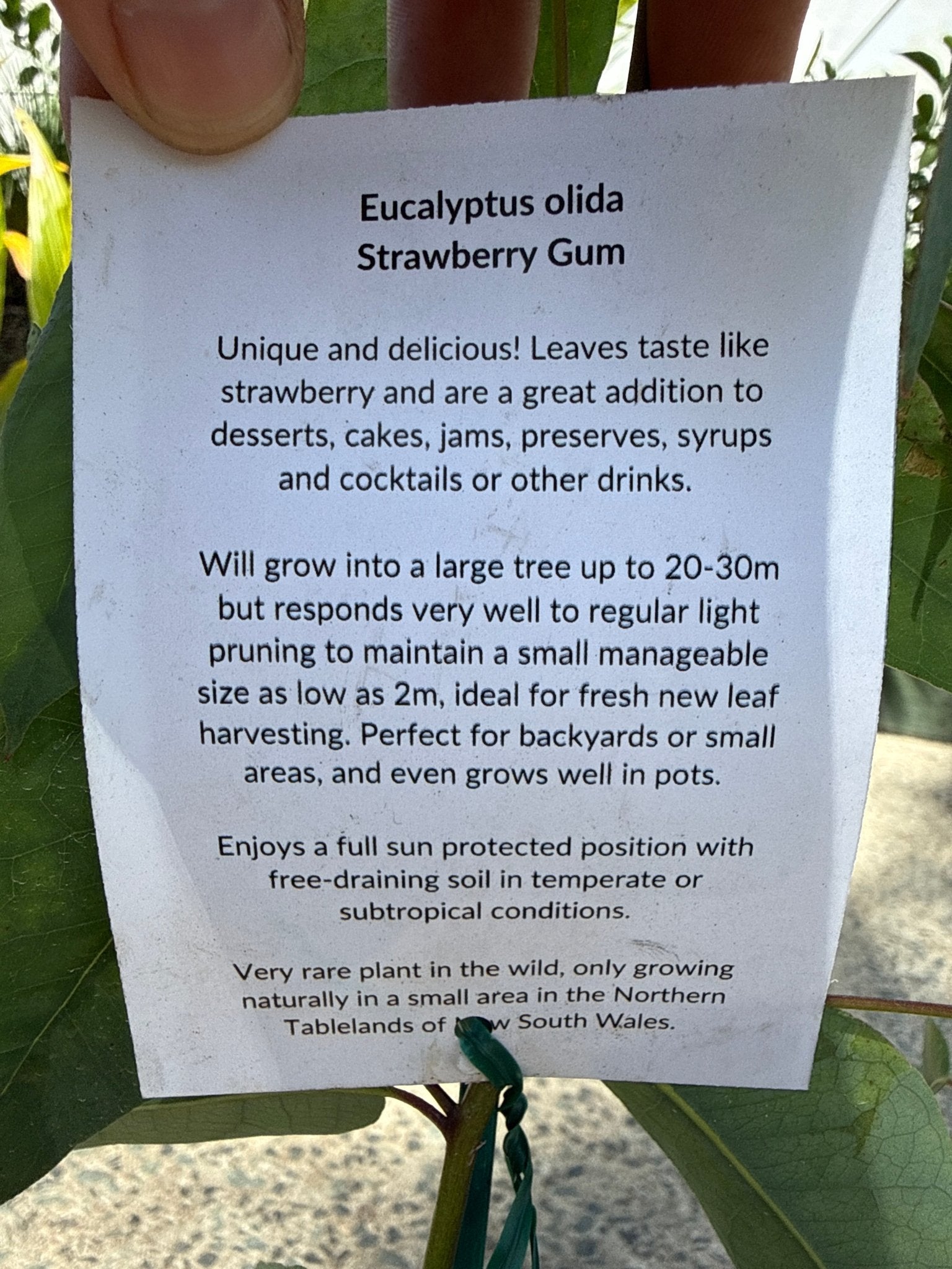 Strawberry Gum (Eucalyptus olida) - Ladybird Nursery