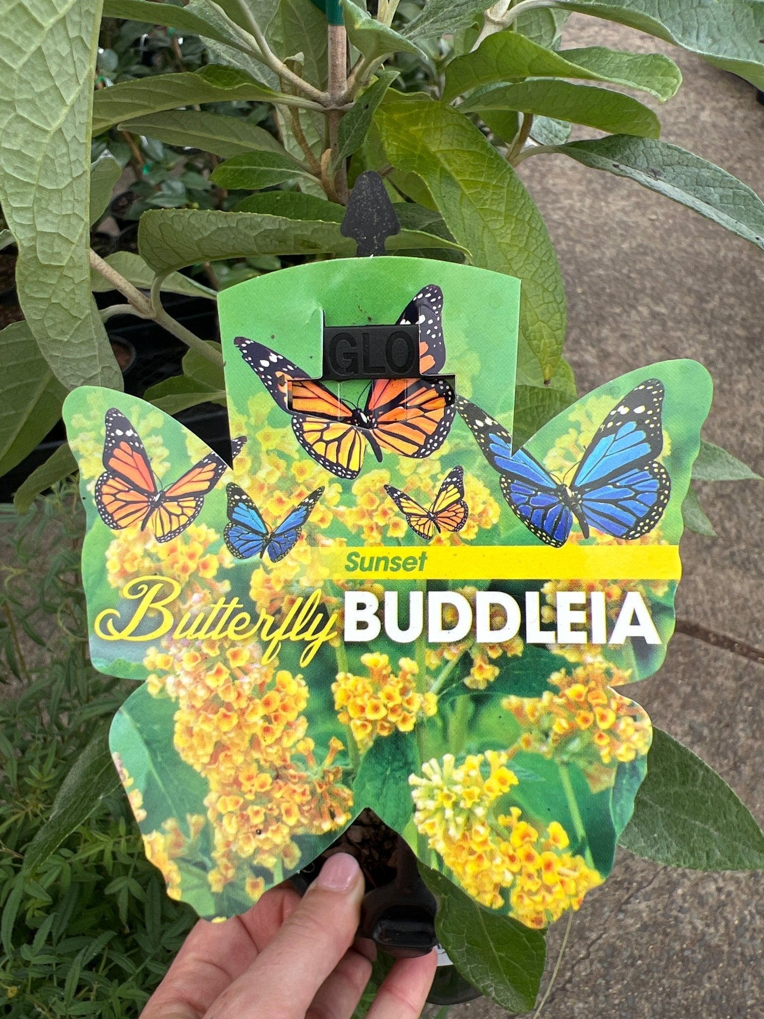 Sunset (Buddleja madagascariensis) - Ladybird Nursery