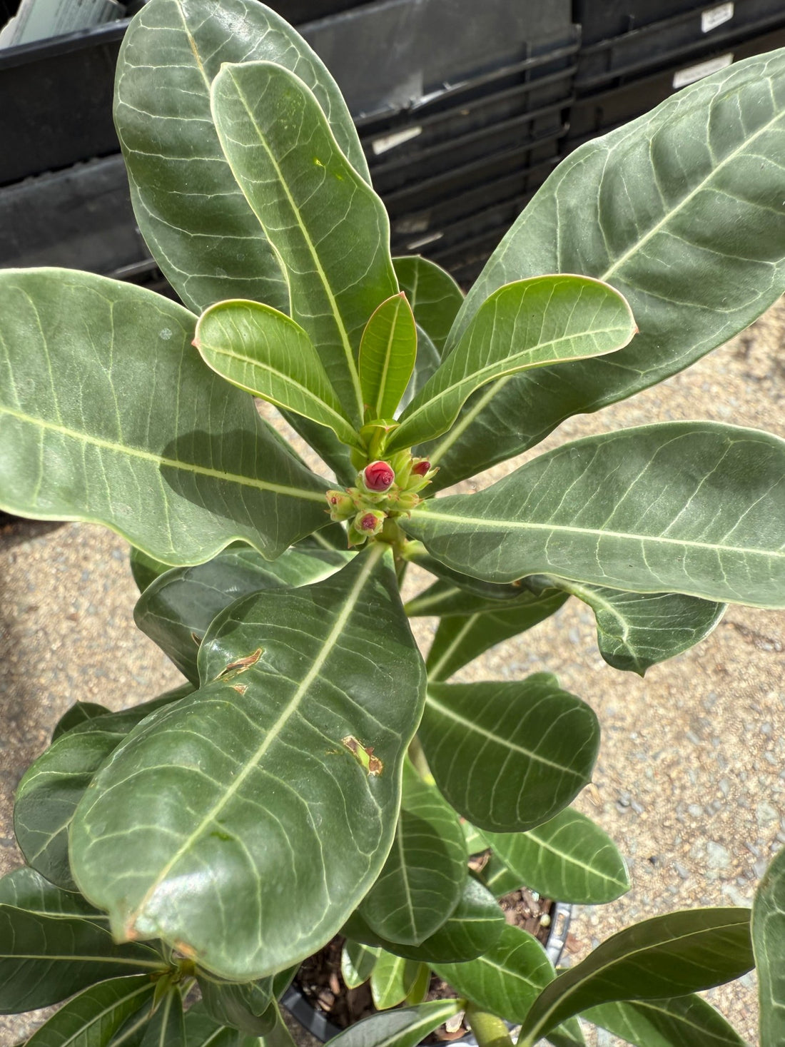 Desert Rose (Adenium obesum) - Ladybird Nursery