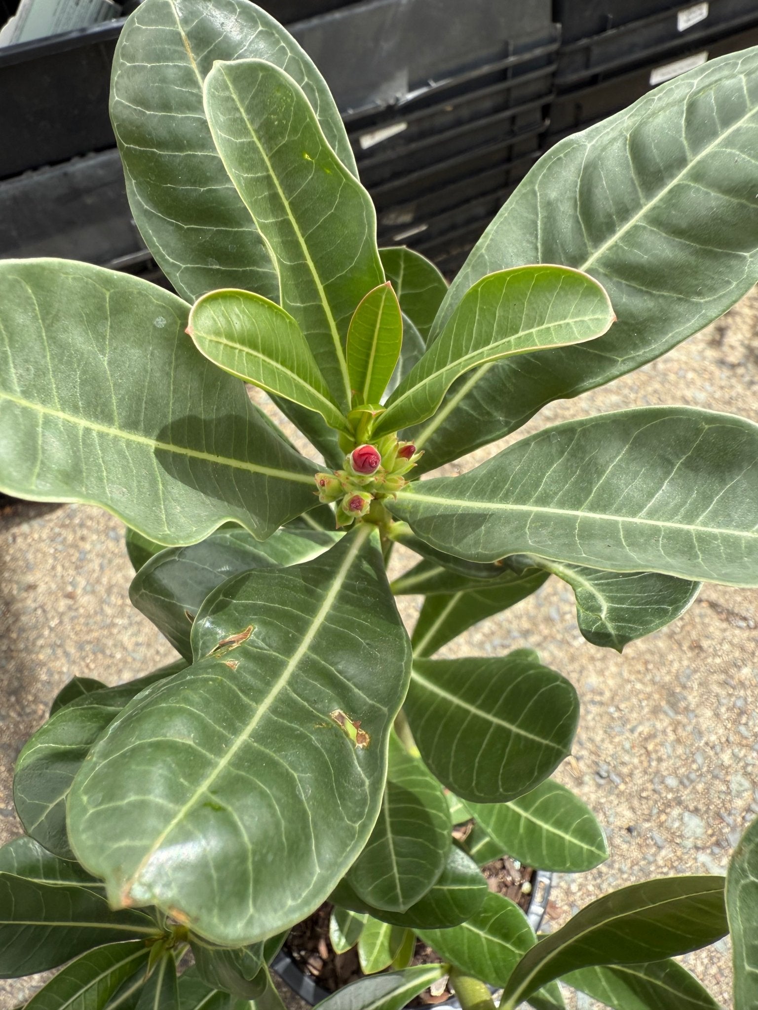 Desert Rose (Adenium obesum) - Ladybird Nursery