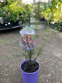 Boronia 'Mirabelle' - Ladybird Nursery