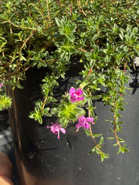 Thyme 'Creeping' (Thymus praecox) - Ladybird Nursery