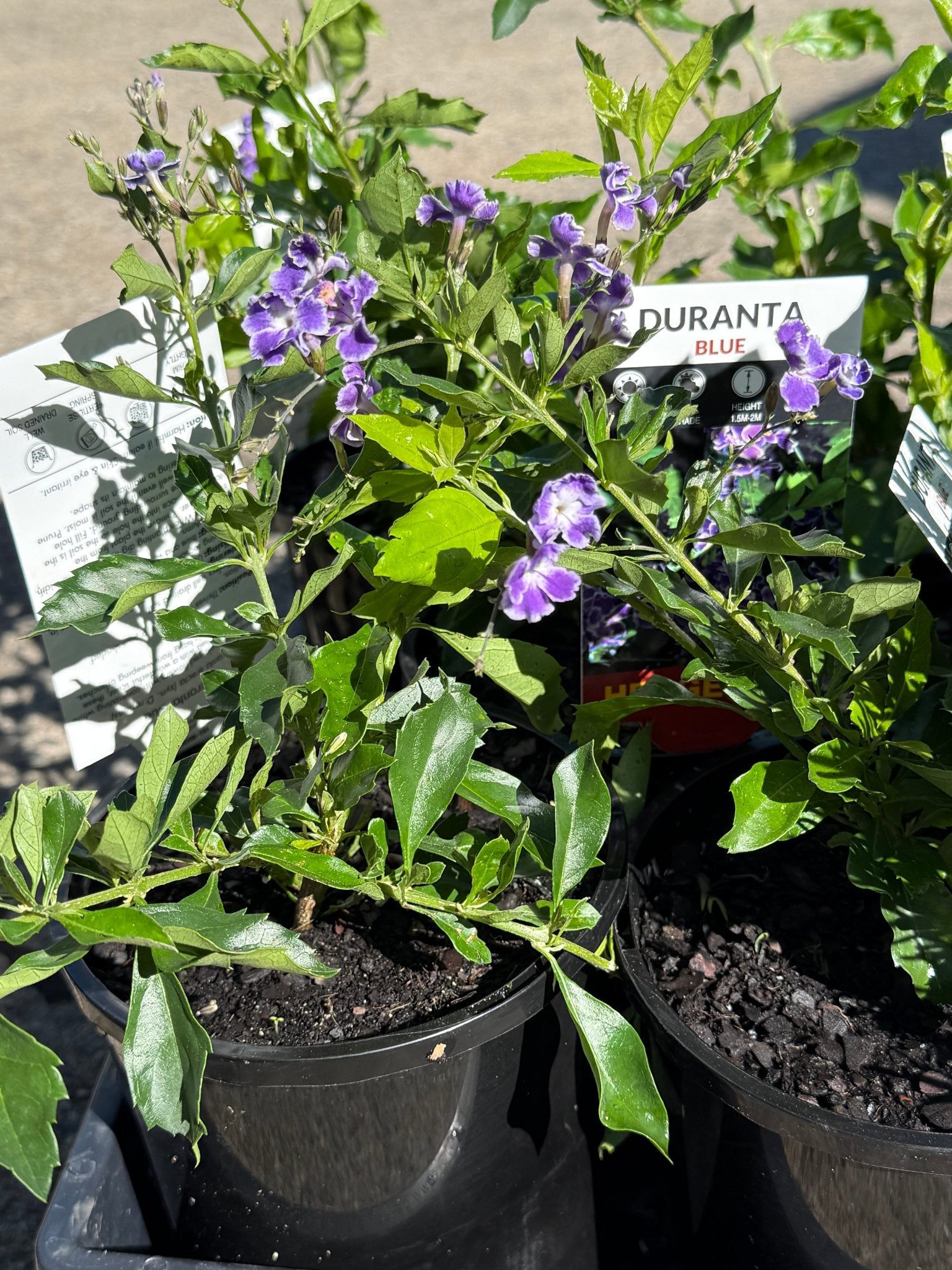 Golden Dewdrop Blue (Duranta erecta) - Ladybird Nursery