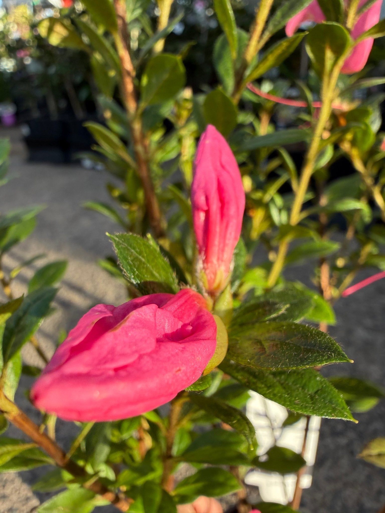 Azalea ENCORE AUTUMN EMPRESS™ - Ladybird Nursery