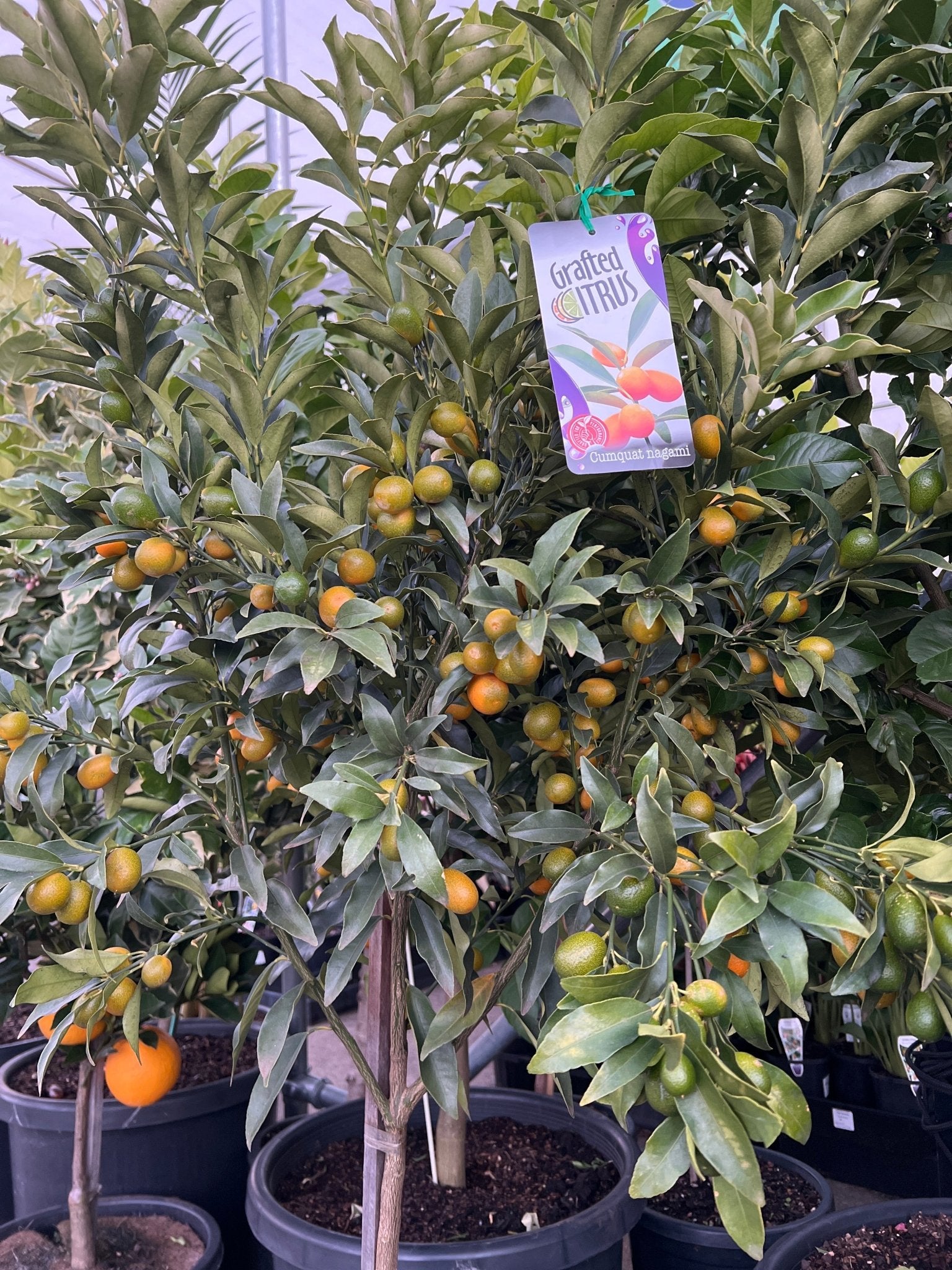 Kumquat 'Nagami' - Advanced (PICKUP ONLY) - Ladybird Nursery