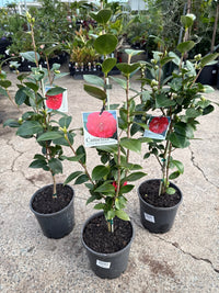 Camellia Little Red Riding Hood (Camellia japonica) - Ladybird Nursery