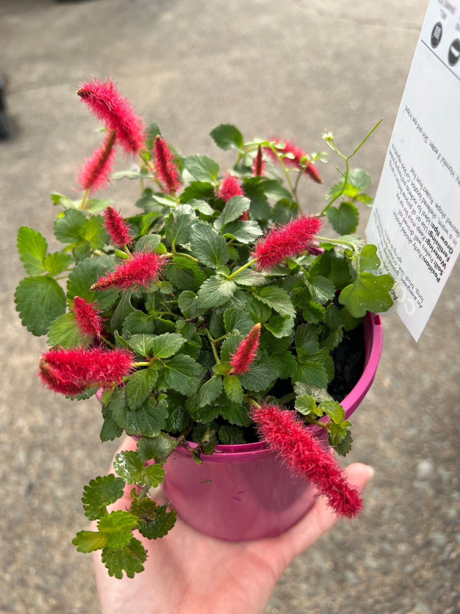 Chenille Plant Stephie (Acalypha reptans) - Ladybird Nursery