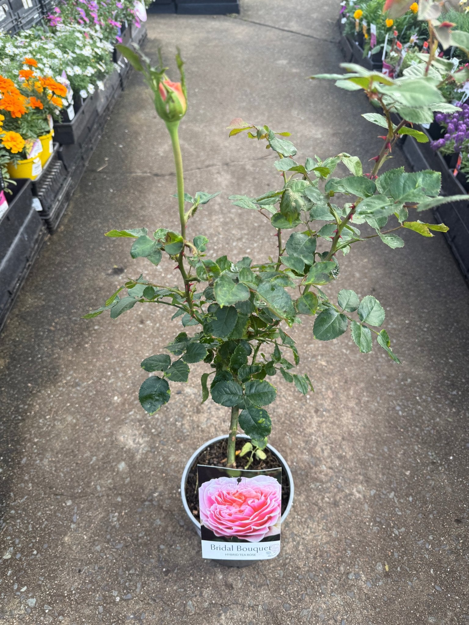 Rose 'Bridal Bouquet' (Rosa) - Ladybird Nursery