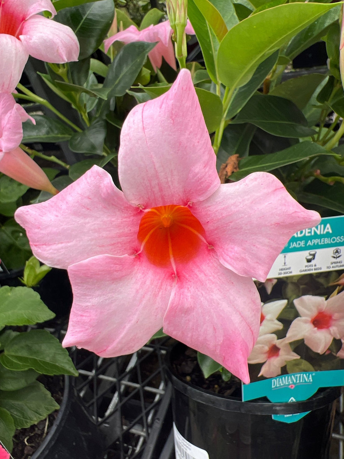 Mandevilla Jade Apple Blossom (Dipladenia Diamantina) - Ladybird Nursery