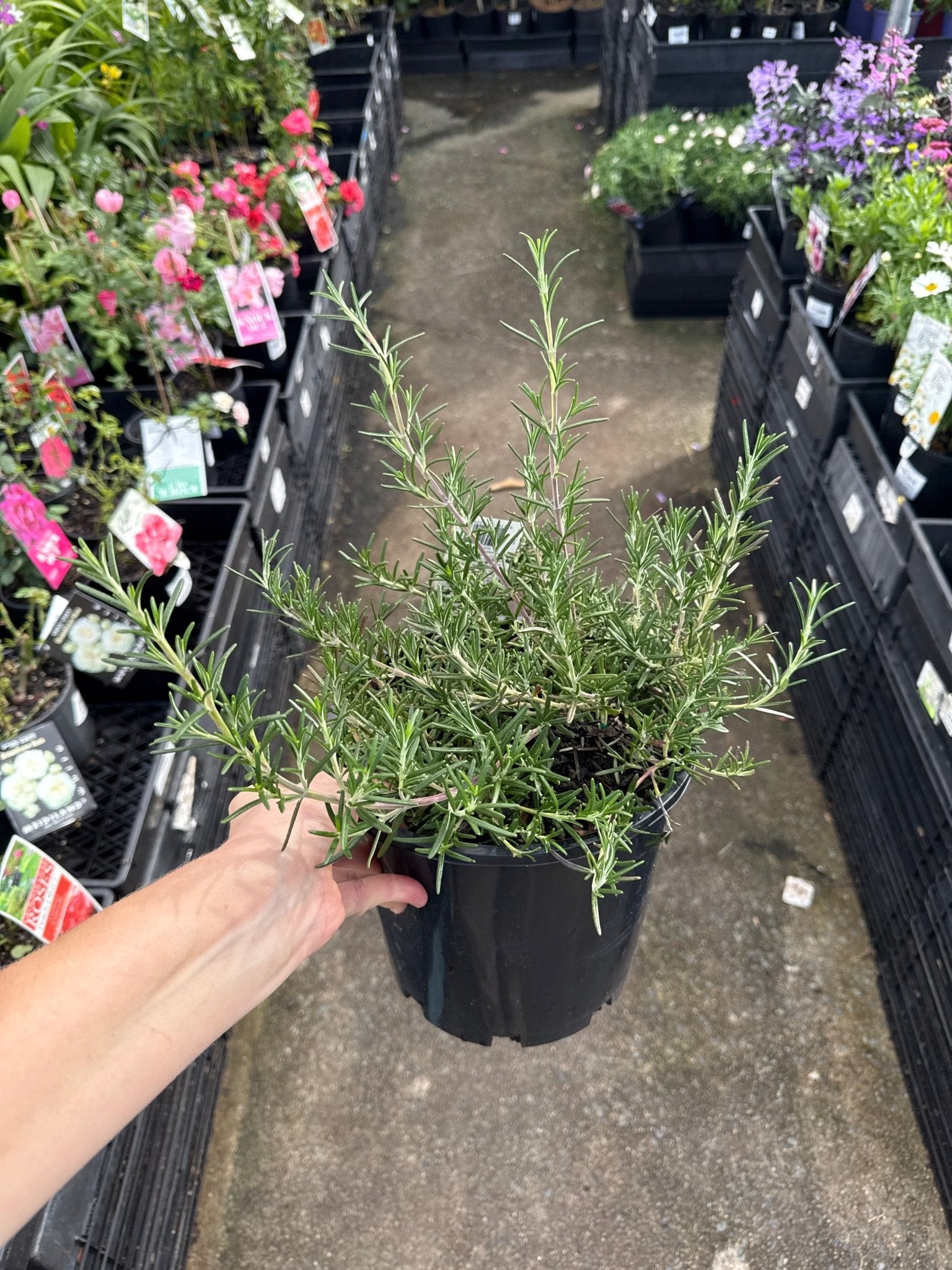 Rosemary 'Blue Lagoon' (Rosmarinus officinalis) - Large - Ladybird Nursery