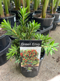 Green Envy (Callistemon viminalis) - Ladybird Nursery